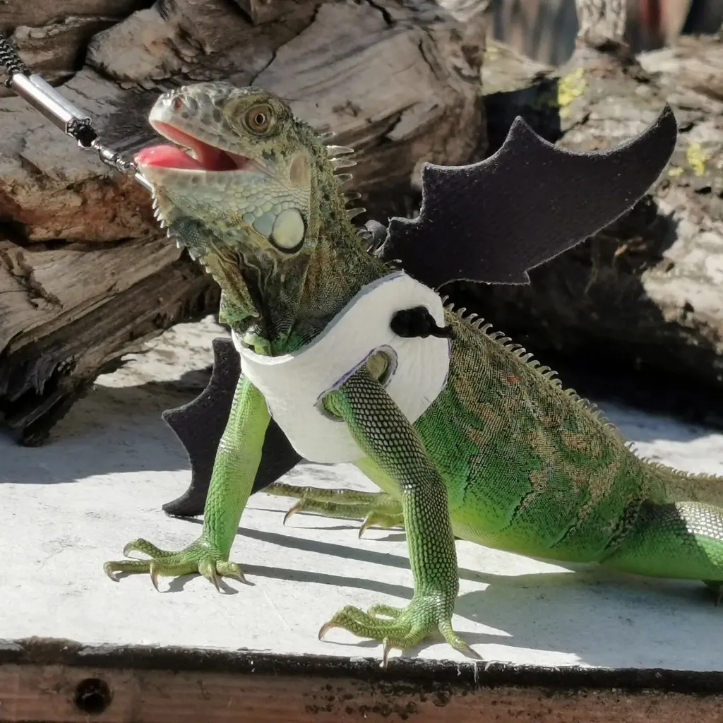 Iguana